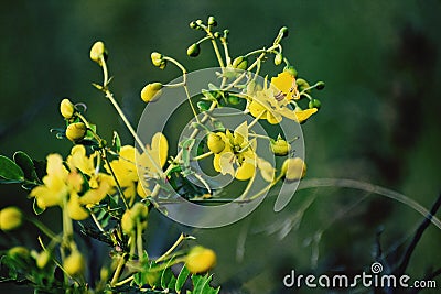 yellow flowers are seen as bearers of good news, well wishes, and happiness.Â  Stock Photo